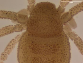 Media type: image; Invertebrate Zoology 151338